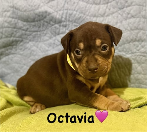 OCTAVIA- BELLES & BEAU LITTER - American Staffordshire Terrier available for adoption