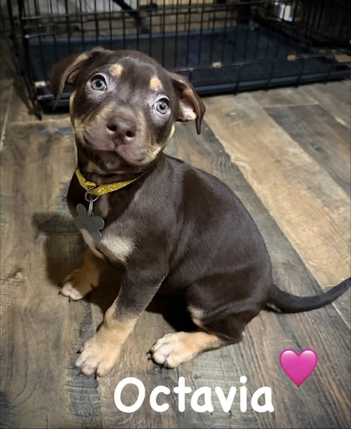 OCTAVIA- BELLES & BEAU LITTER - American Staffordshire Terrier available for adoption