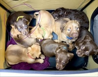 Octavia- Belles & Beau Litter - Photo 3