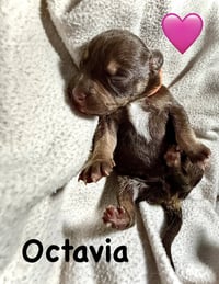 Octavia- Belles & Beau Litter - Photo 4
