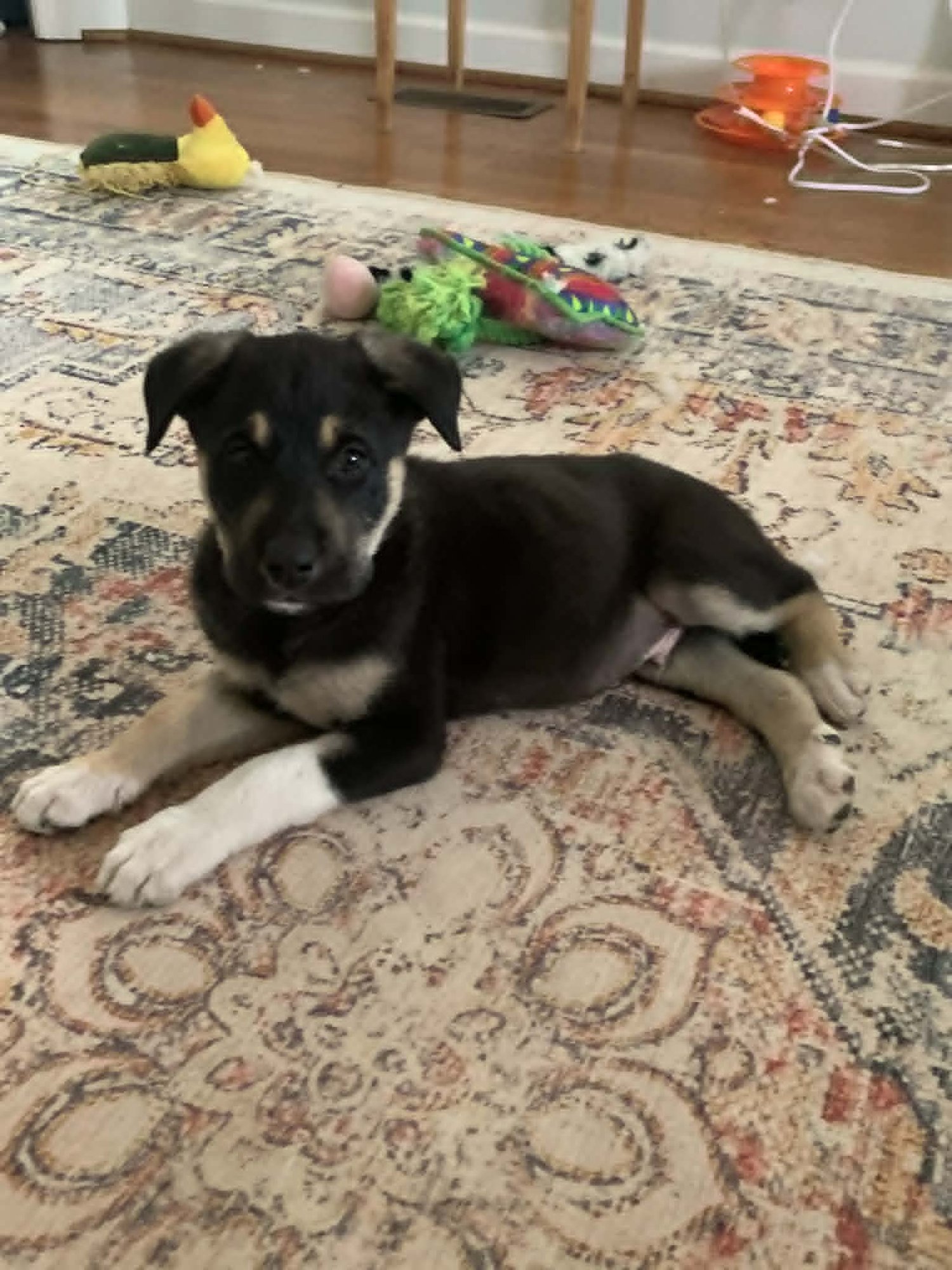 BLAKE-NICK OF TIME LITTER - Australian Shepherd / Shepherd available for adoption