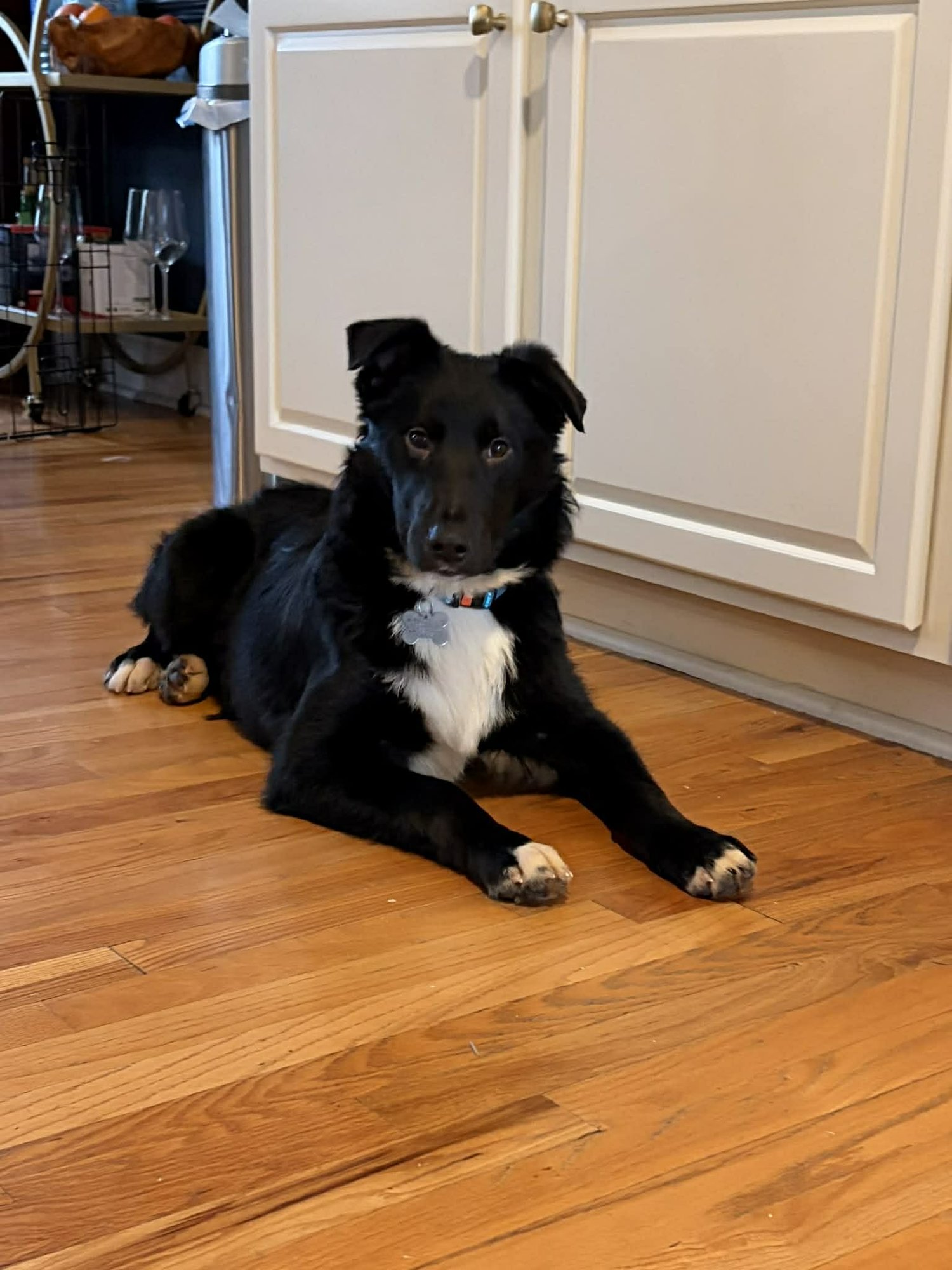 SPIKE - Collie available for adoption