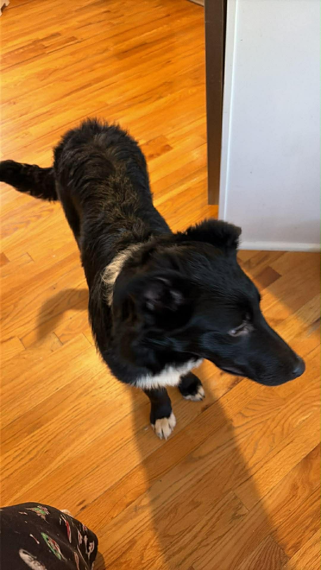 SPIKE - Collie available for adoption