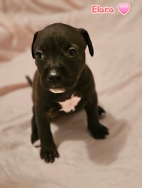 Elara - stormie litter - Photo 12