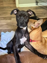 Elara - stormie litter - Photo 4