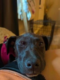 Elara - stormie litter - Photo 8