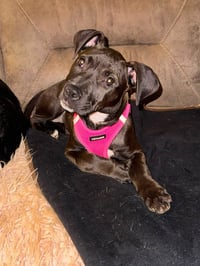 Elara - stormie litter - Photo 6
