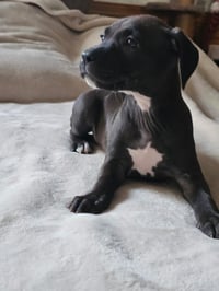 Elara - stormie litter - Photo 11