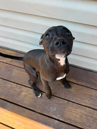 Elara - stormie litter - Photo 3