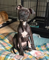 Elara - stormie litter - Photo 5