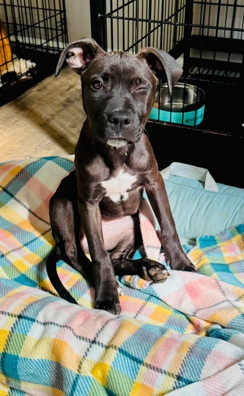 ELARA - STORMIE LITTER - American Staffordshire Terrier available for adoption