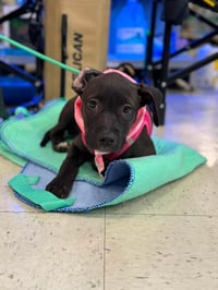 Elara - stormie litter - Photo 9