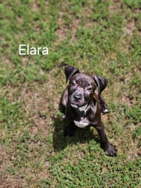 Elara - stormie litter - Photo 10