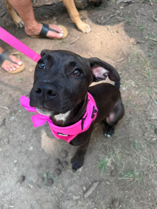 ELARA - STORMIE LITTER - American Staffordshire Terrier available for adoption