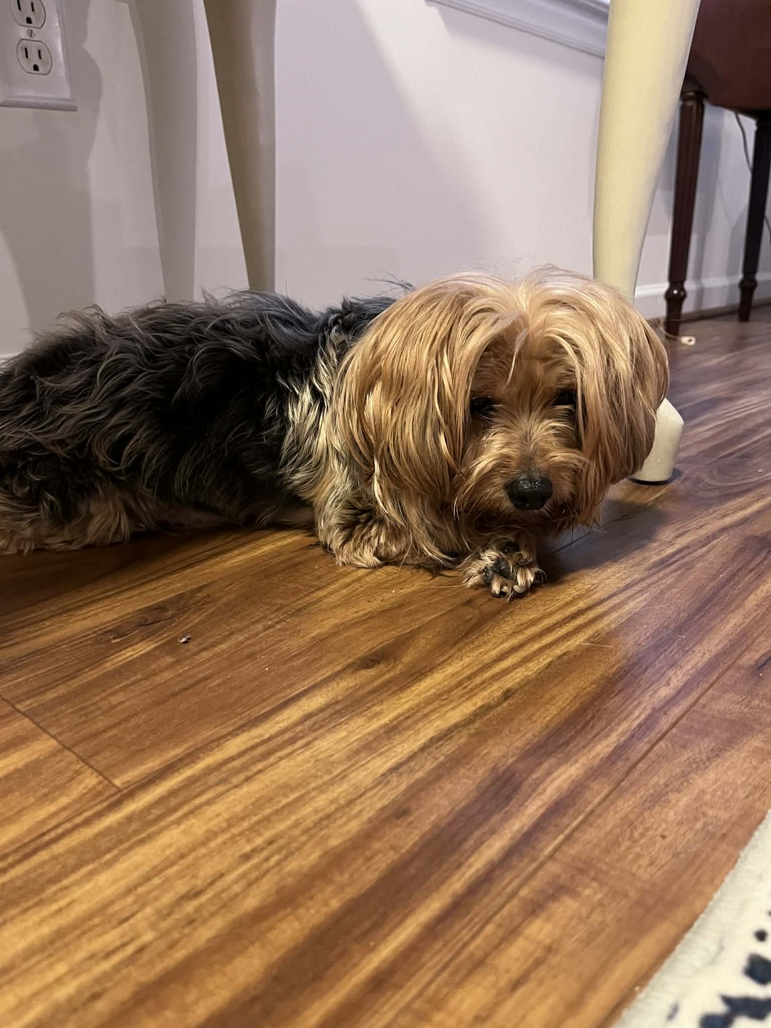 LINK - Yorkshire Terrier Yorkie / Terrier available for adoption