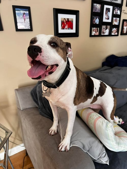 HOLLY - American Staffordshire Terrier available for adoption