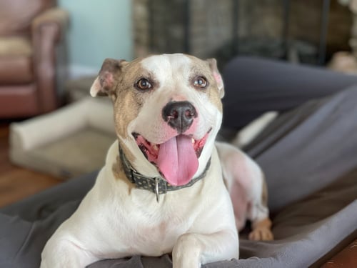 HOLLY - American Staffordshire Terrier available for adoption