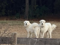 Athena the Prys - Photo 4