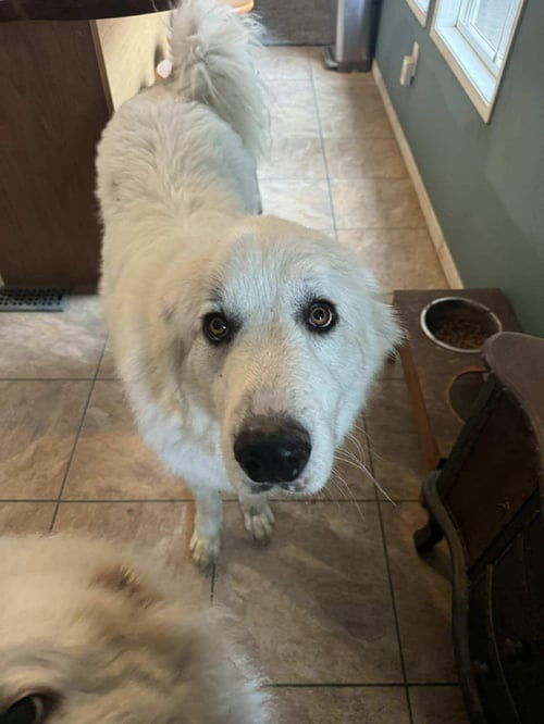 ATHENA THE PRYS - Great Pyrenees available for adoption