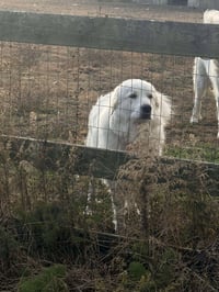 Athena the Prys - Photo 5