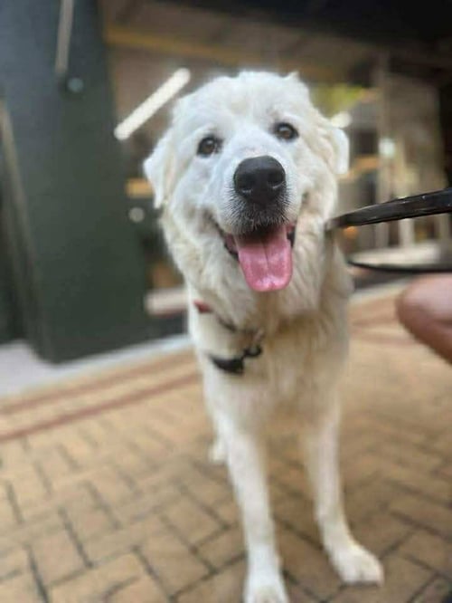 ATHENA THE PRYS - Great Pyrenees available for adoption