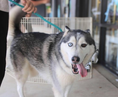 HACHI - Siberian Husky available for adoption