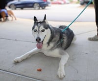 Hachi - Photo 5