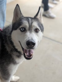 Hachi - Photo 1