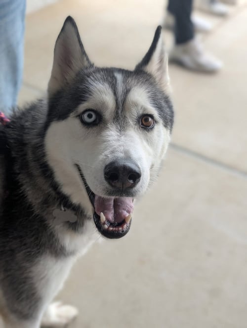 HACHI - Siberian Husky available for adoption