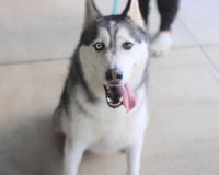 Hachi - Photo 6