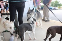 Hachi - Photo 7