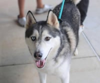 Hachi - Photo 4