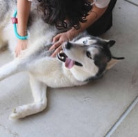 Hachi - Photo 3