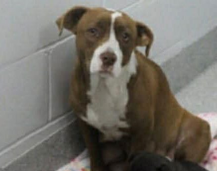 MISSY GRACE - Pit Bull Terrier / Terrier available for adoption