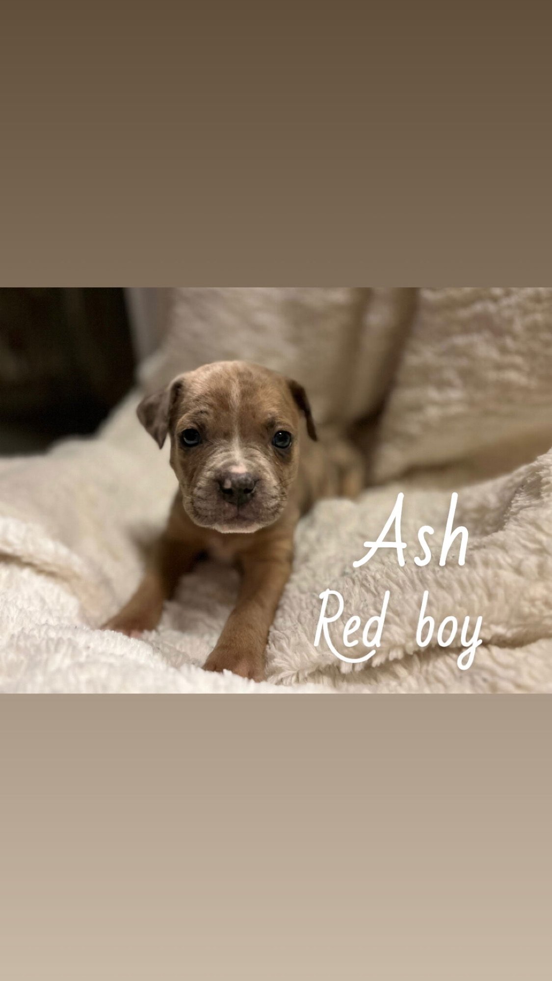 ASH - THE LOYAL-TREE LITTER - Boxer / Terrier available for adoption