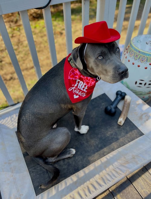 NORMAN - American Staffordshire Terrier available for adoption