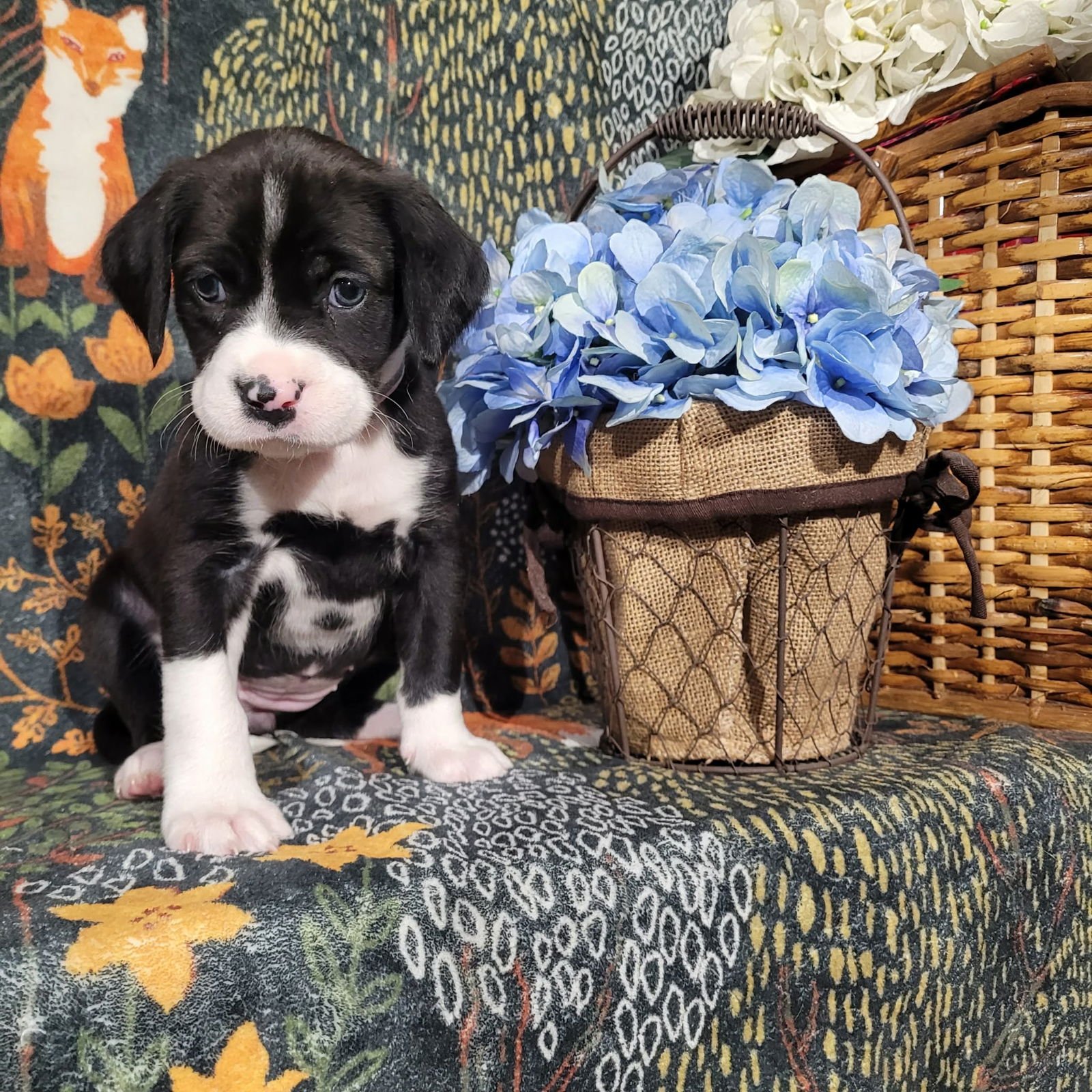 LILY - ZELDA'S LITTER - Pit Bull Terrier / Terrier available for adoption