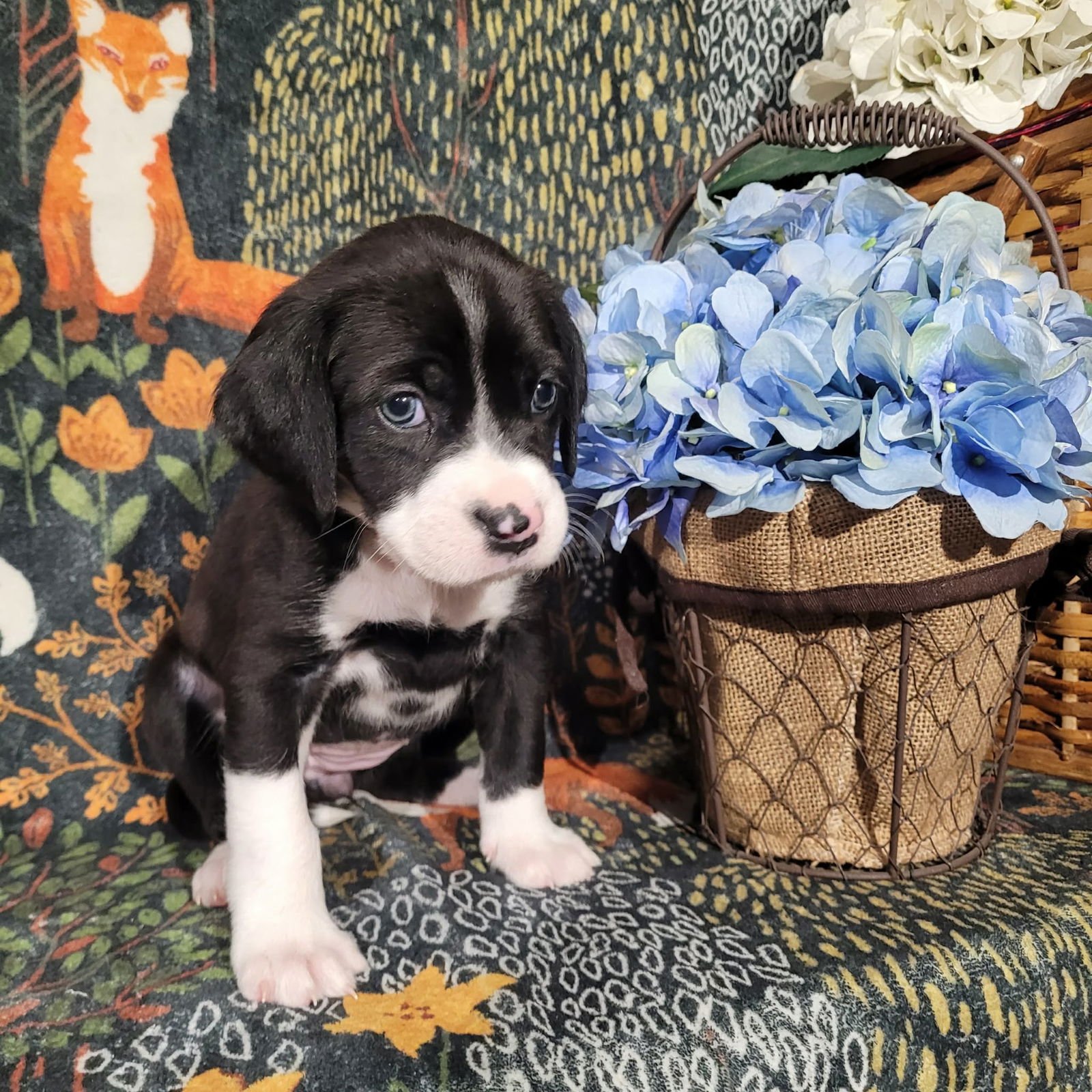 LILY - ZELDA'S LITTER - Pit Bull Terrier / Terrier available for adoption