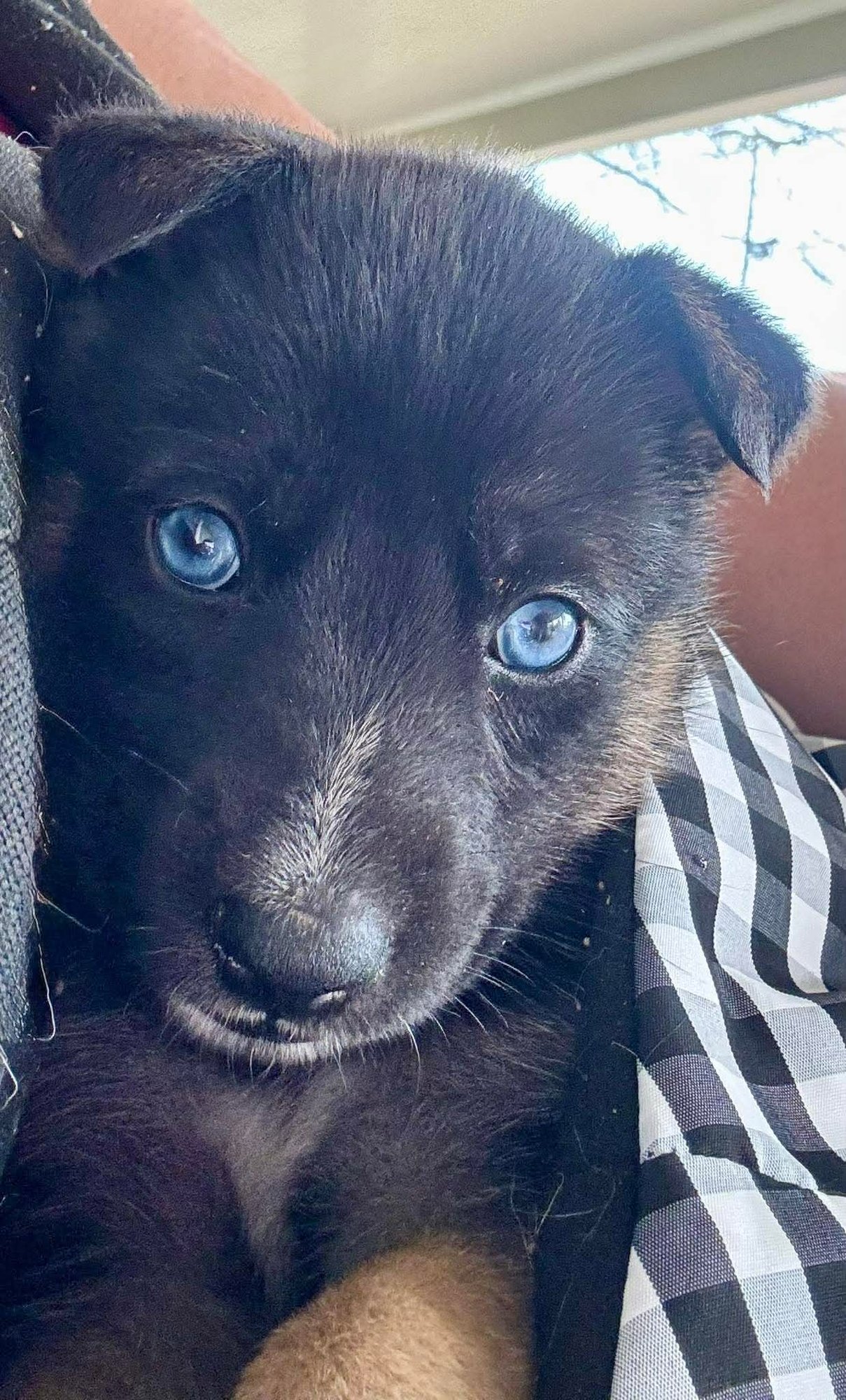 STARLIGHT - Husky available for adoption