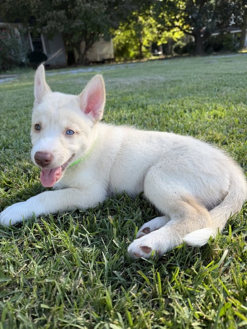 WOODY - HAVELOCK LITTER - Husky available for adoption