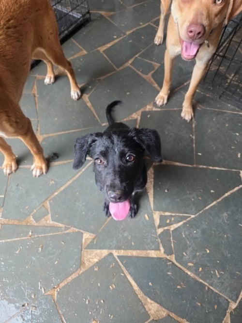 DAISY RAE - " PENN LITTER " - Shepherd / Labrador Retriever available for adoption
