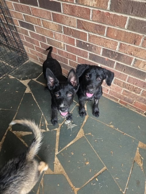 DAISY RAE - " PENN LITTER " - Shepherd / Labrador Retriever available for adoption