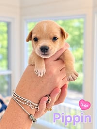 Pippin - Willow Mae Litter - Photo 1