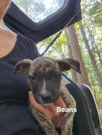 Beans (Camping Litter) - Photo 2