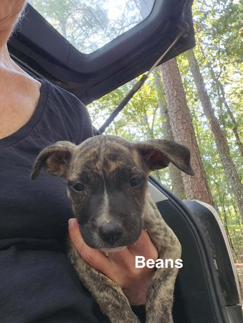 BEANS (CAMPING LITTER) - American Staffordshire Terrier / Hound available for adoption