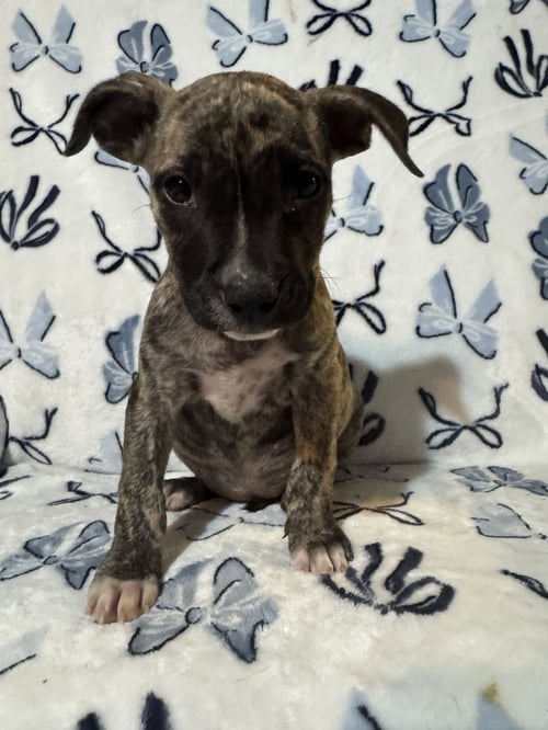 BEANS (CAMPING LITTER) - American Staffordshire Terrier / Hound available for adoption