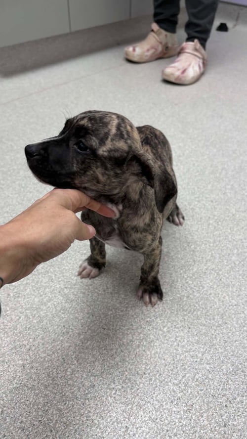 BEANS (CAMPING LITTER) - American Staffordshire Terrier / Hound available for adoption