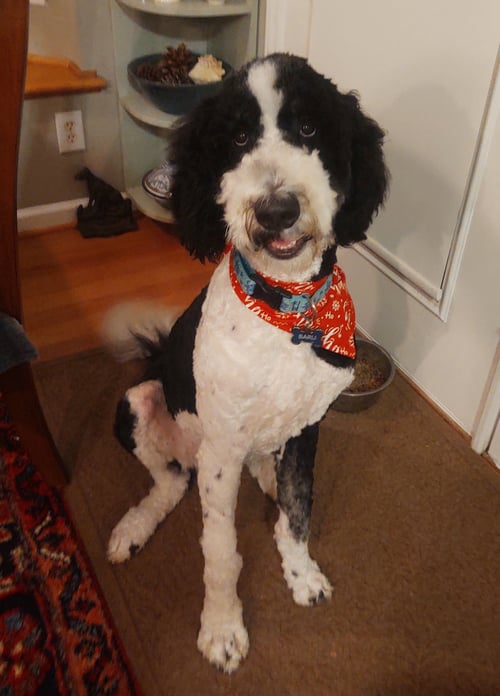 BARLI - Bernese Mountain Dog / Poodle (Standard) available for adoption