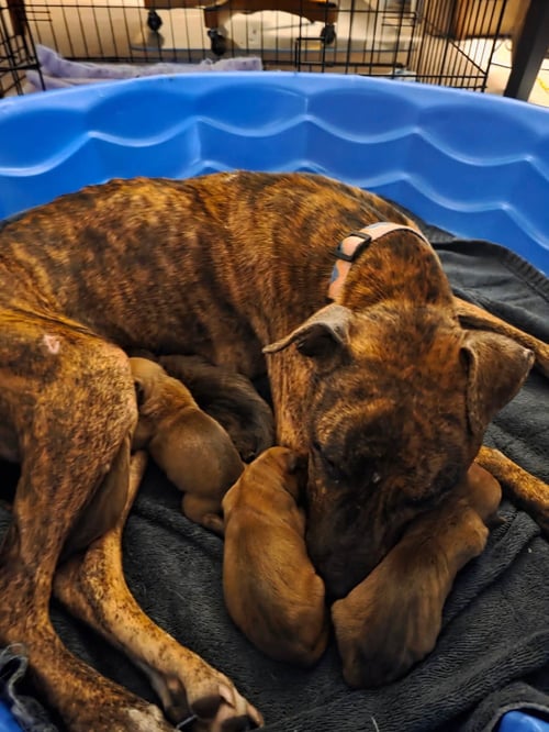 MIRA - Staffordshire Bull Terrier / American Pit Bull Terrier available for adoption