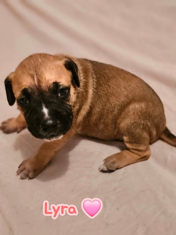Lyra - stormie litter Image